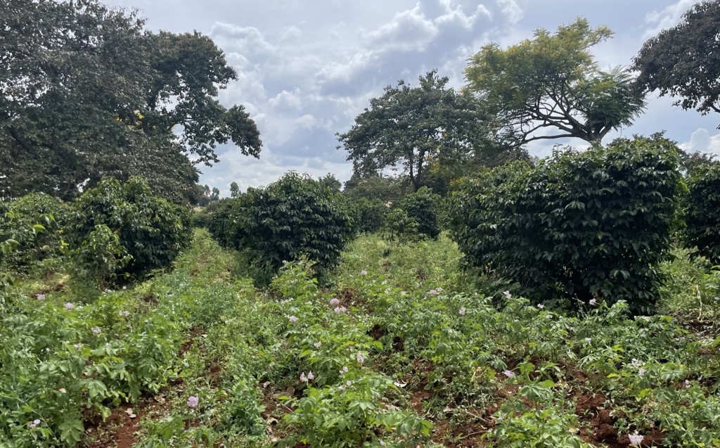 Tropical Cropping Systems, Soils and Livelihoods course 