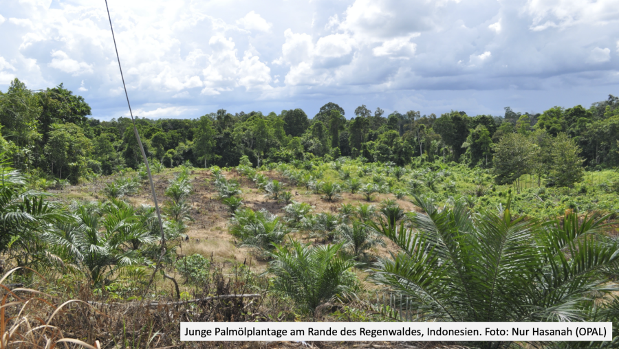 Enlarged view: Palmölplantage