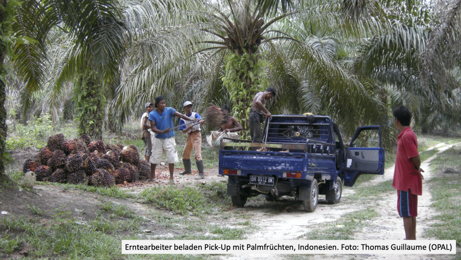 Enlarged view: Ernte Palmöl