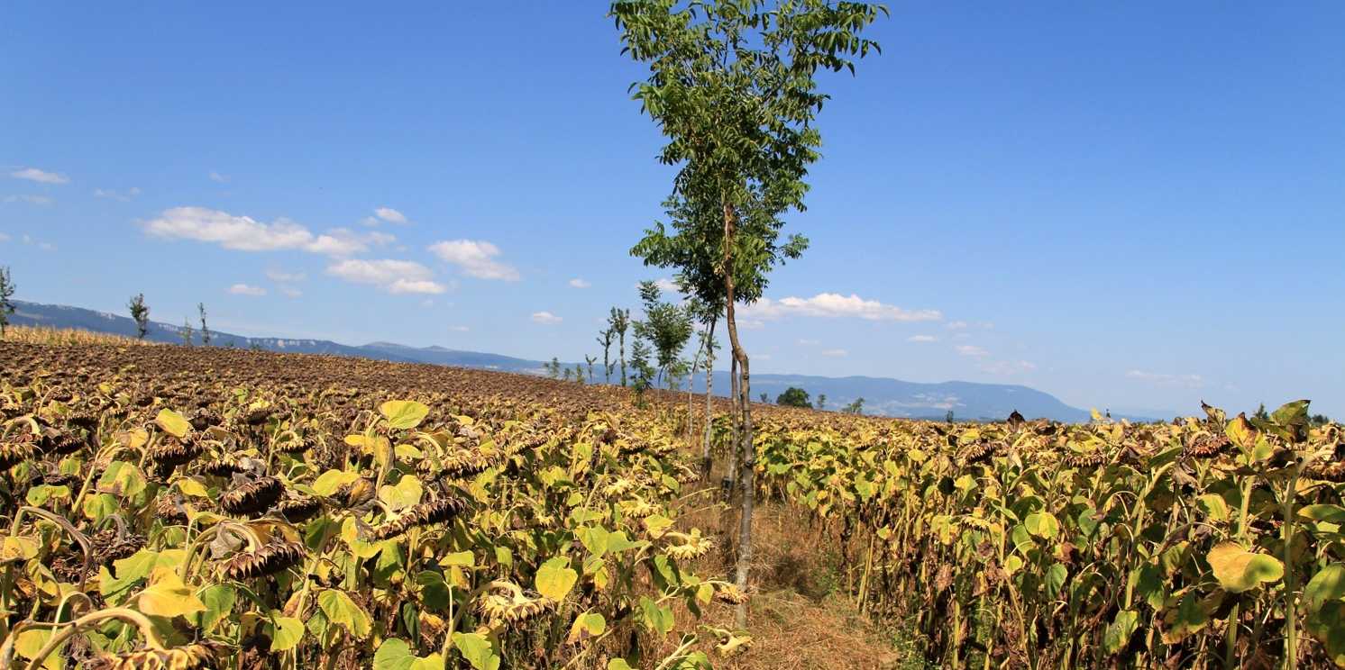 Alley-cropping agroforestry plot in Canton de Vaud, Switzerland. 