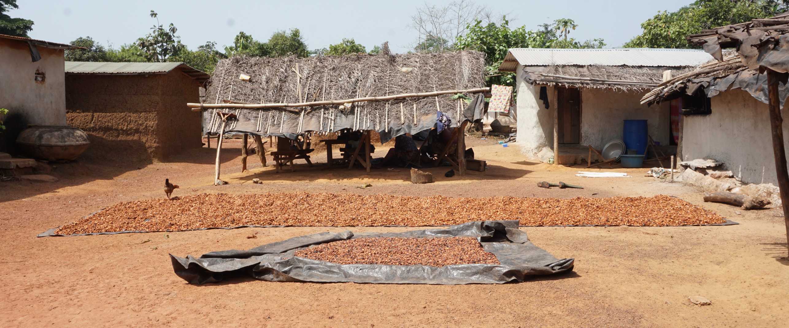 Cocoa drying