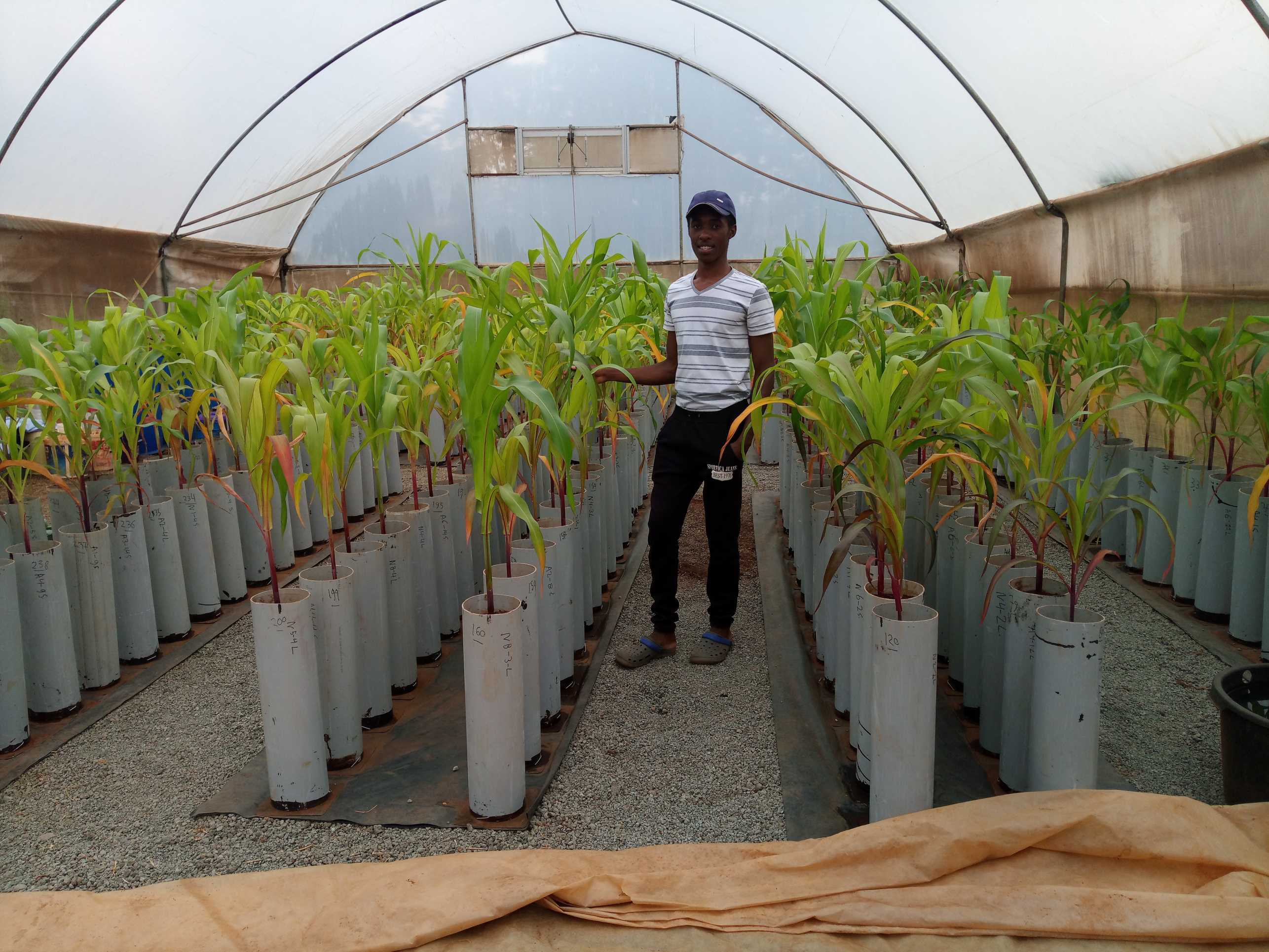 Greenhouse Trial Maize