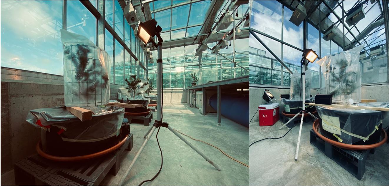 Figure 3: Pulse labelling experiment. Pictures taken by Matti Barthel.
