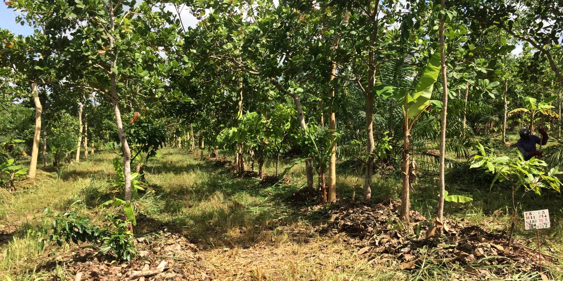 Enlarged view: Agroforestry 