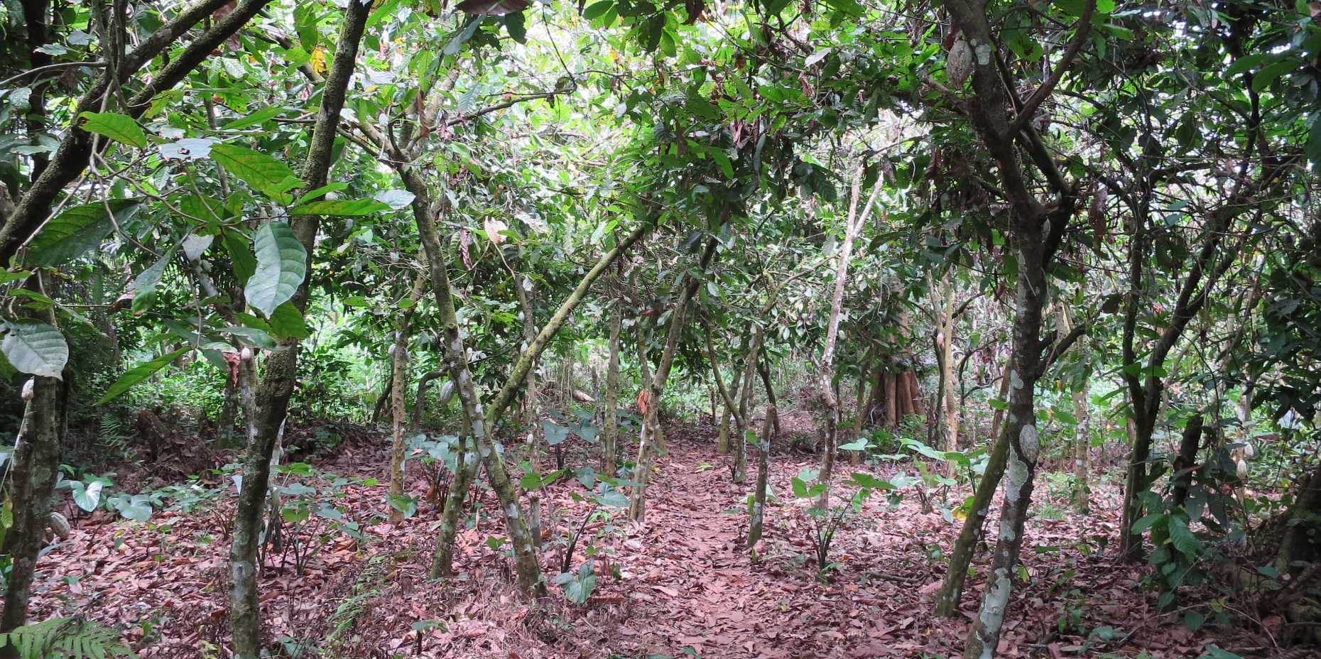 Enlarged view: Cocoa in a monoculture in Ghana 