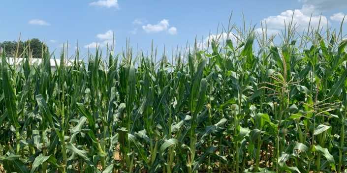 Maize fields, Rock Springs Penn State research farm, Pennsylvania (USA)