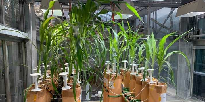 Inbred maize lines growing in 1.5-meter-tall mesocosms 